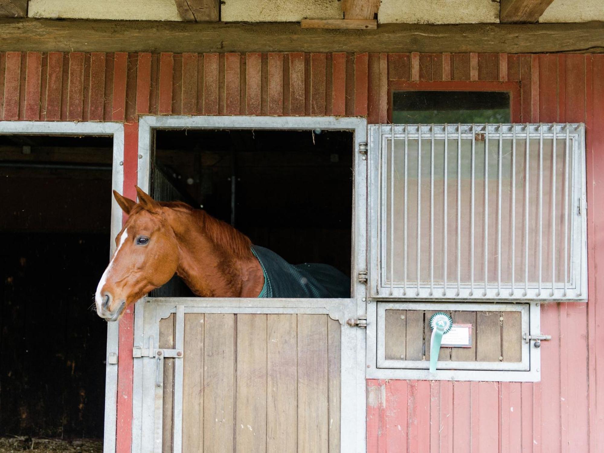 Cozy Holiday Home On A Horse Farm In The L Neburg Heath 에스치드 외부 사진