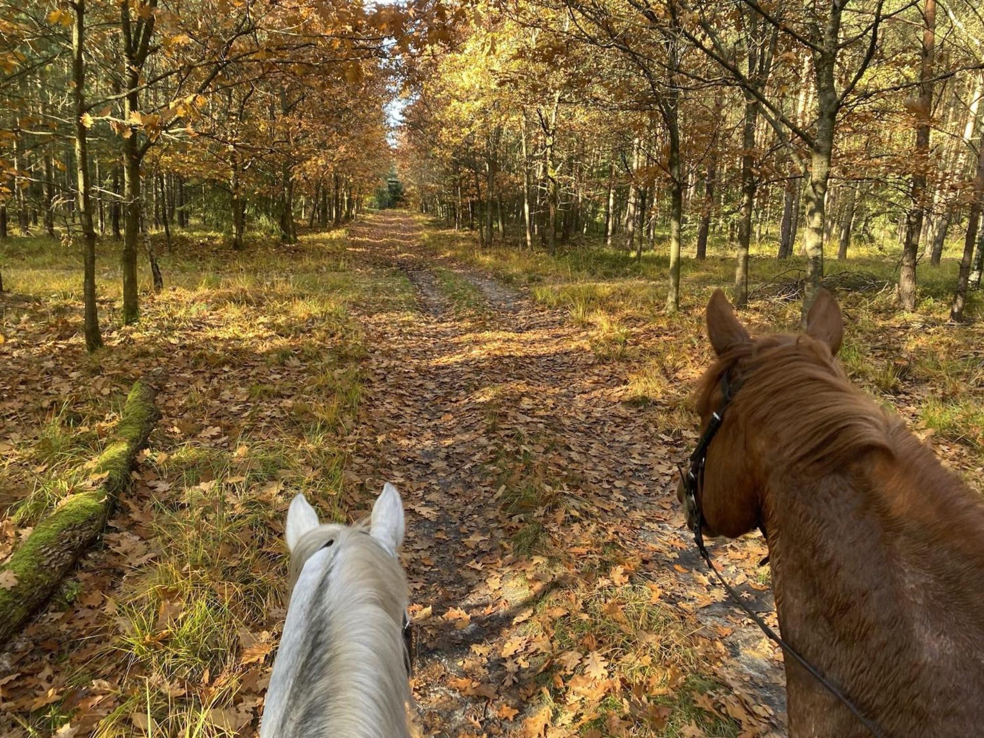 Cozy Holiday Home On A Horse Farm In The L Neburg Heath 에스치드 외부 사진