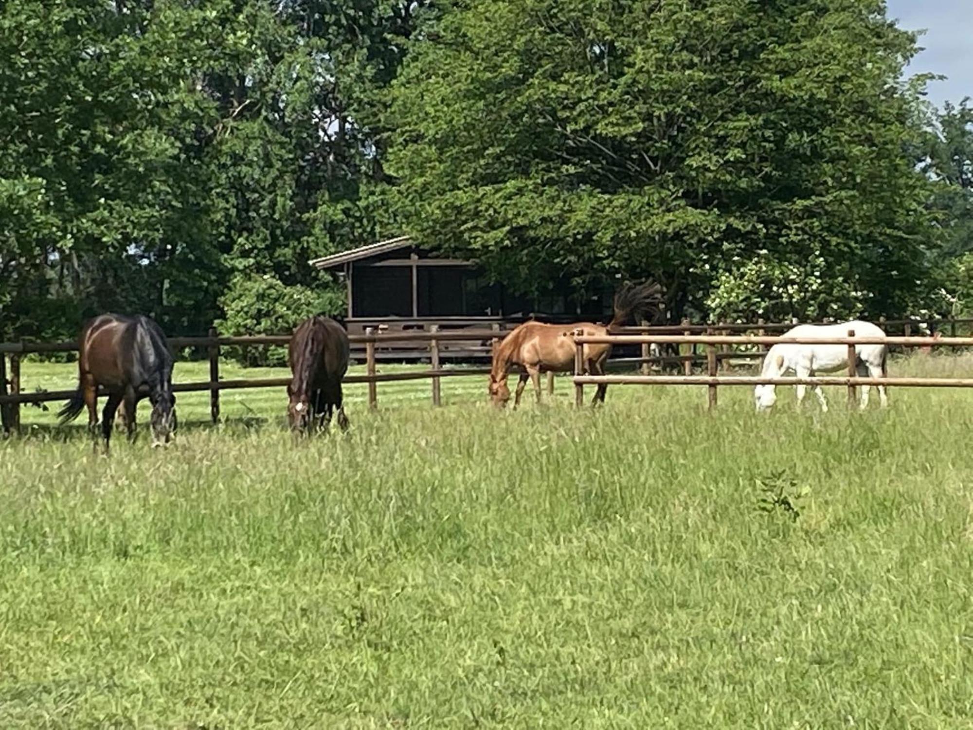 Cozy Holiday Home On A Horse Farm In The L Neburg Heath 에스치드 외부 사진