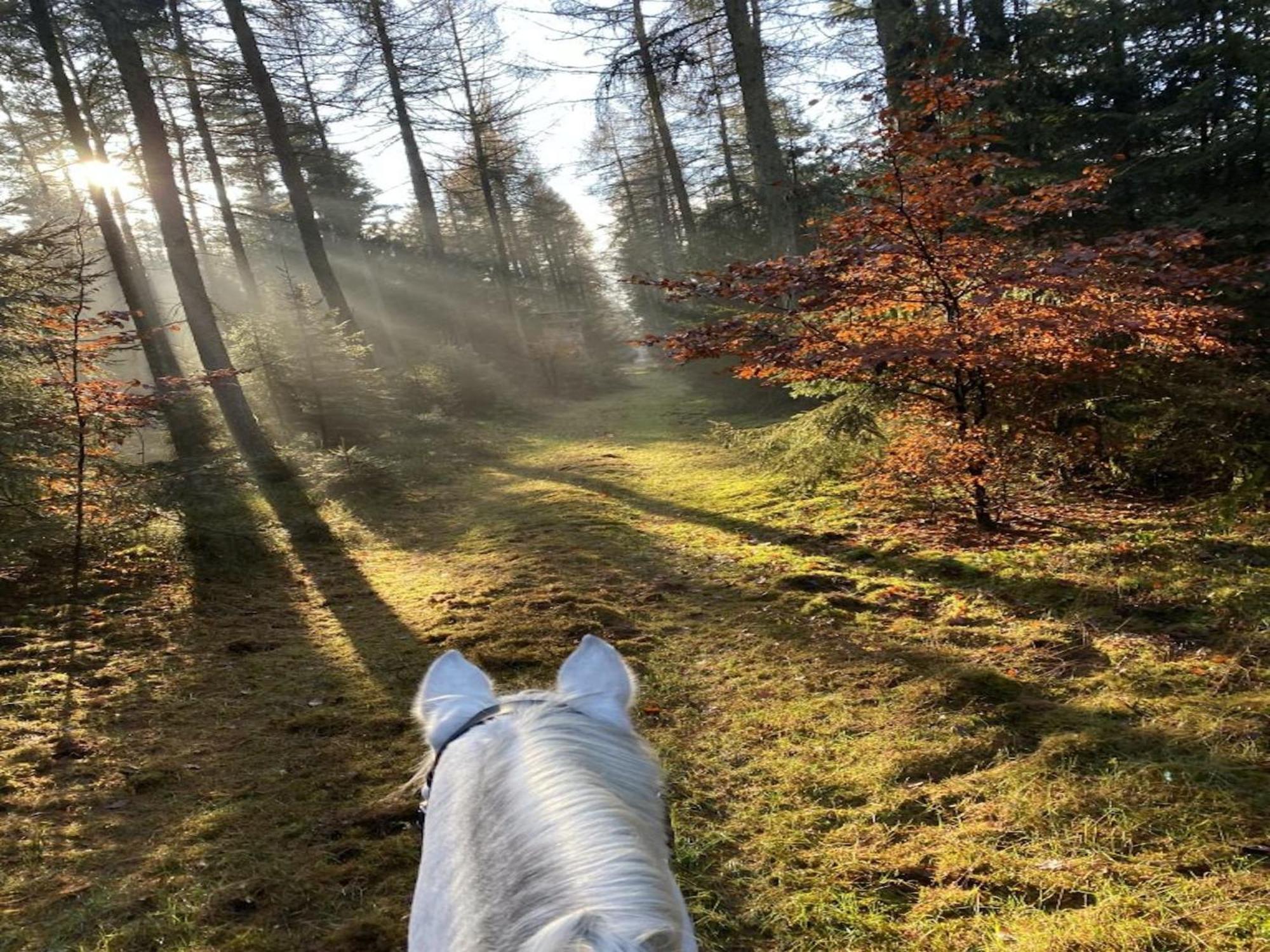Cozy Holiday Home On A Horse Farm In The L Neburg Heath 에스치드 외부 사진